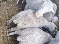 Berbec, Merino sheep — foto 2