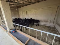 Beran, Blackheaded Persian sheep — foto 2