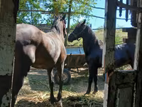 ፈረስ, Horses — ፎቶ 2