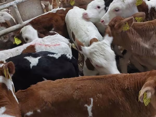सांड, Simmental cattle