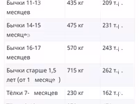 ወንድ በሬ, Aberdeen-Angus — ፎቶ 1