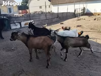 بز ماده, بز — عکس 3