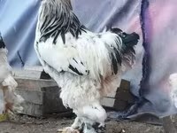 Brahma — photo 1