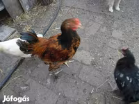 Chickens — รูปภาพ 5