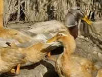 Ducks — foto 3