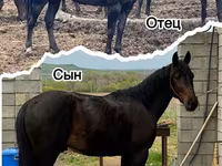 Hengst, Karachay horse — Foto 4