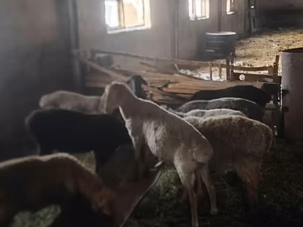 Cừu đực, Rhon sheep