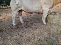 گاو نر, Charolais cattle — عکس 2
