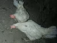 Leghorn — Foto 3