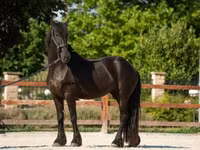 مادیان, Friesian — عکس 1