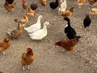 Chickens — الصورة 1