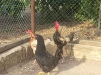 Japanisches Bantam — Foto 5