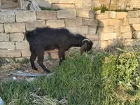 Kambing (lot, jantina tidak dinyatakan), Goats — foto 4