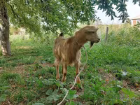 公山羊, Goats — 照片 3
