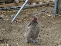 Silkie — foto 2