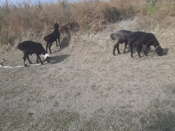 بز نر, بز