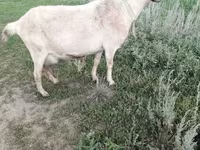 Koza, Alpine goat — fotografija 4