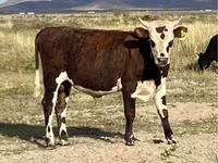 گاو نر, گاو سفیدسر قزاقستانی — عکس 4