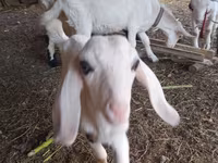 بز ماده, Nubian Goat — عکس 1