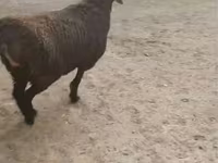 كبش, Rhon sheep — الصورة 4