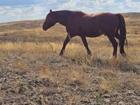 ม้าตัวเมีย, Kazakh horse — รูปภาพ 1