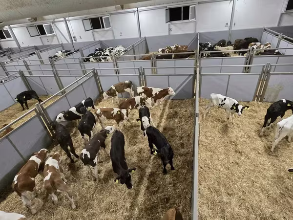 Touro, Simmental cattle