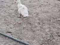 Domestic Muscovy — sawirka 8