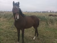 Kůň, Koně — foto 1