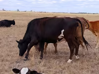 گاو نر, Swiss cattle — عکس 3