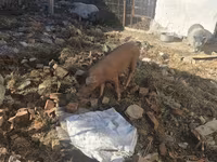 خوک ماده, Дюрок — عکس 4