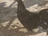 Ajam cemani — fotografija 1