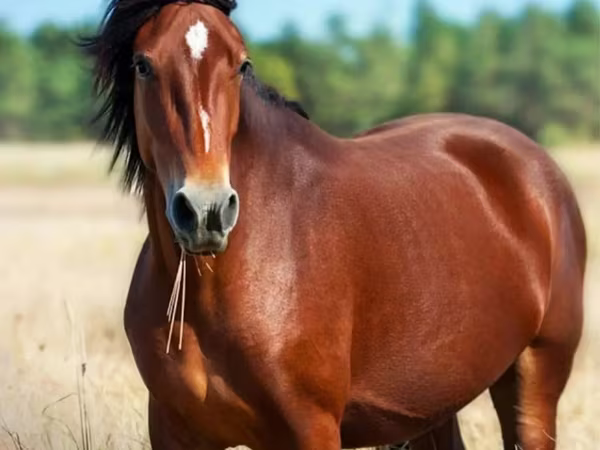 ცხენი, Horse breed