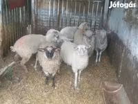 公羊, Sheep — 照片 6