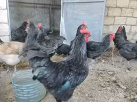 Australorp — foto 2