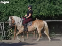 Kısrak, Haflinger — foto 2