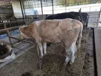 گاو نر, Swiss cattle — عکس 3