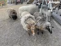 በግ, Sheep — ፎቶ 2