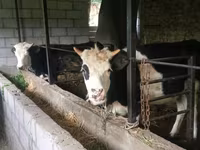 Banteng, Simmental cattle — foto 4