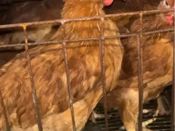 Chickens — Armenia