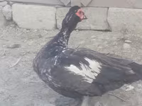 Ducks — ფოტო 1