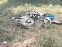Ducks — fotografija 4