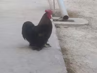 Chickens — รูปภาพ 1