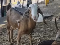암염소, Nubian Goat — 사진 2