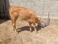 Крава, Swiss cattle — снимка 2
