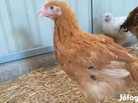 Chickens — 사진 2