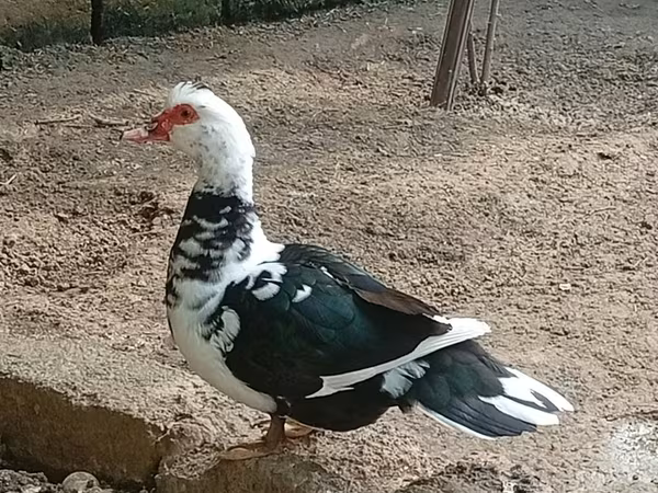 Domestic Muscovy — Azerbaijan
