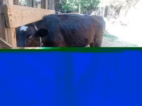 Byk, Russian Black pied cattle — zdjęcie 2