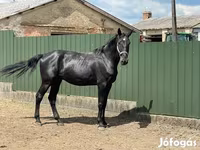 Cavallo, Nonius horse — foto 4