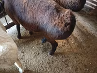 Koç, Hissar sheep — foto 6