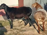 Ram, Tian-Shan semifinewool sheep — photo 2